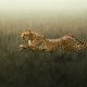 Amazing Wildlife Photography by Moni Mehaboob