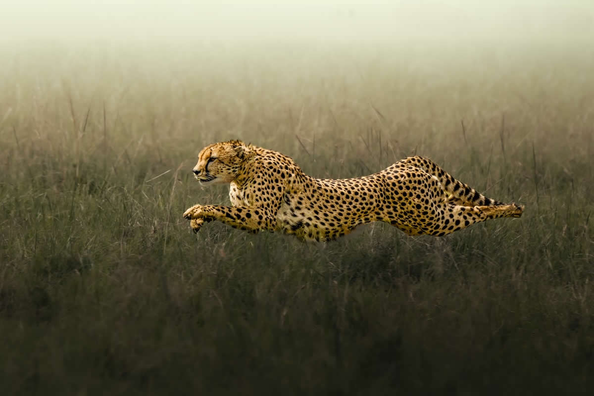 Amazing Wildlife Photography by Moni Mehaboob
