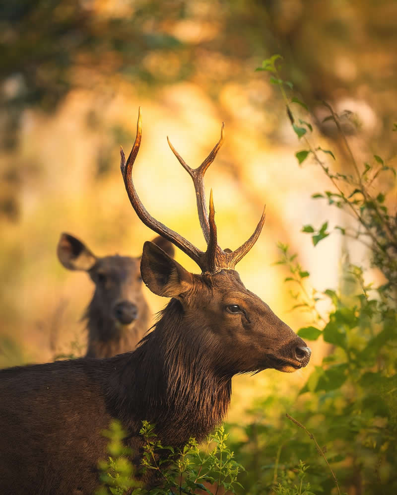 Indian Wildlife Photography Aparupa Dey
