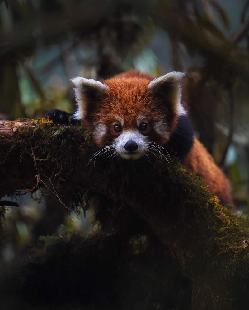 Indian Wildlife Photography Aparupa Dey