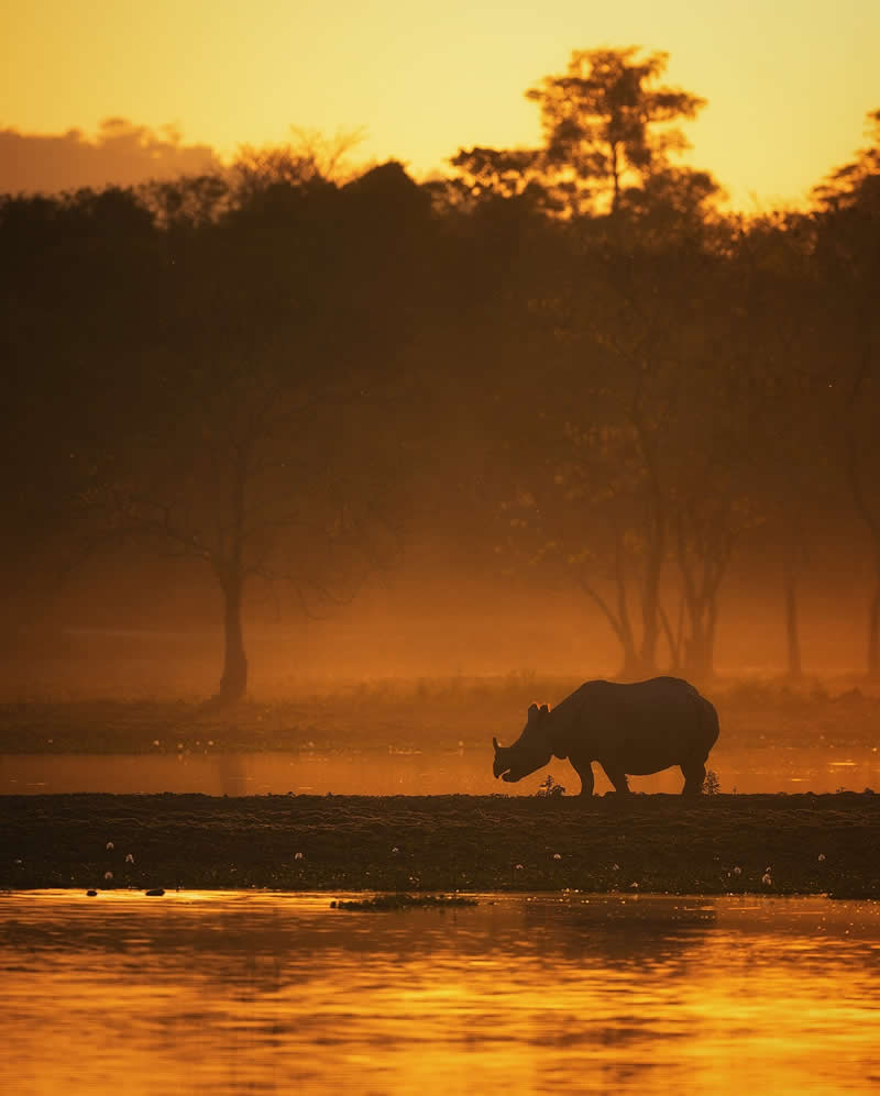 Indian Wildlife Photography Aparupa Dey