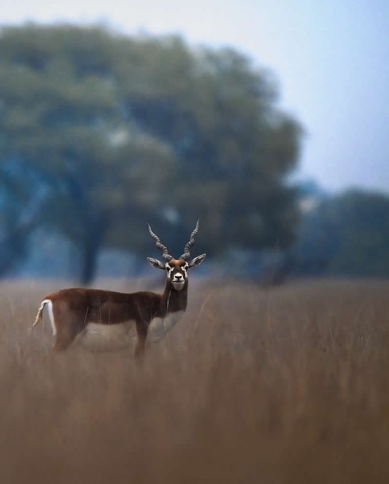 Indian Wildlife Photography Aparupa Dey