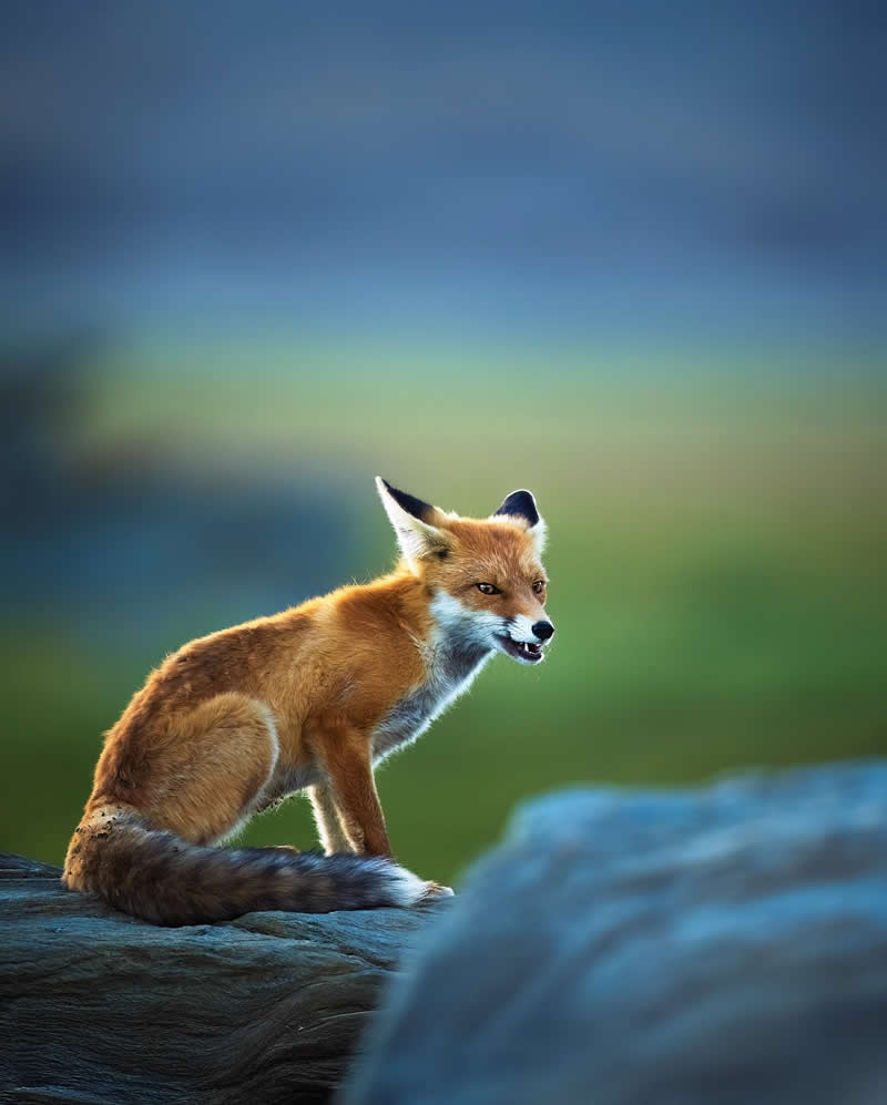 Indian Wildlife Photography Aparupa Dey