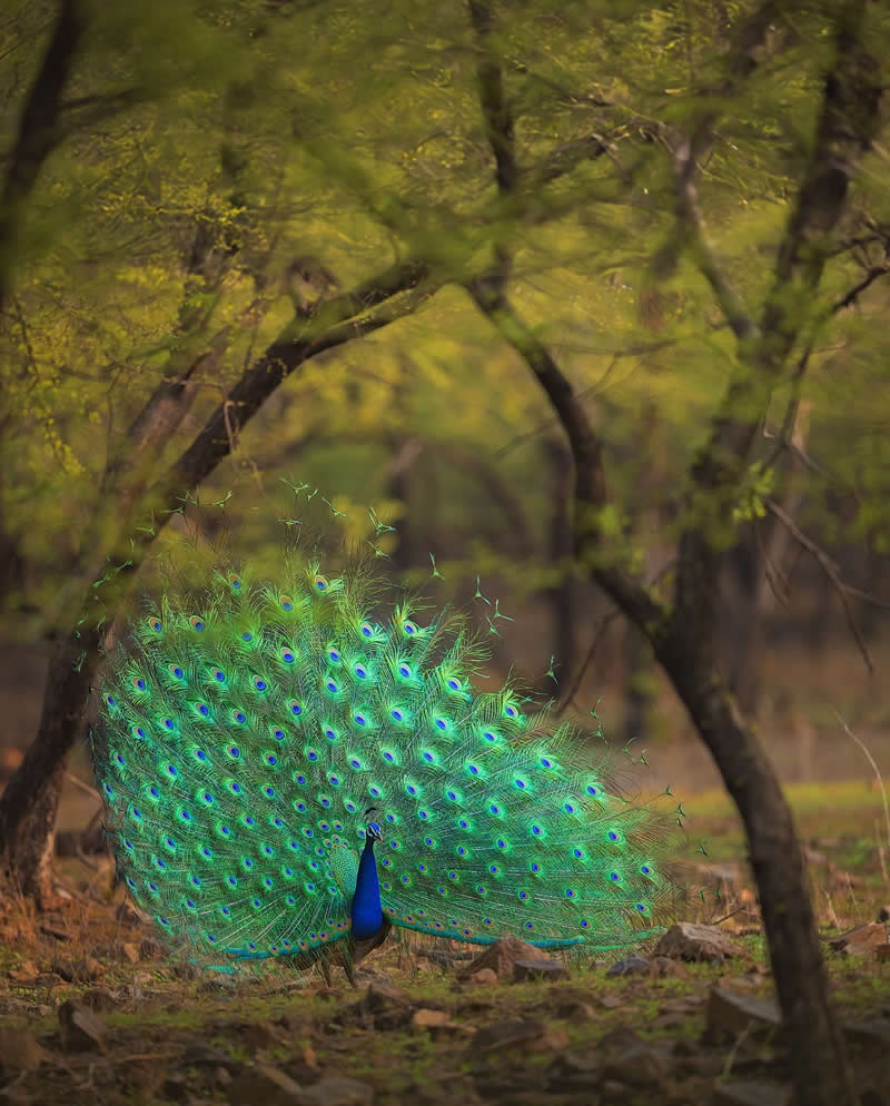 Indian Wildlife Photography Aparupa Dey