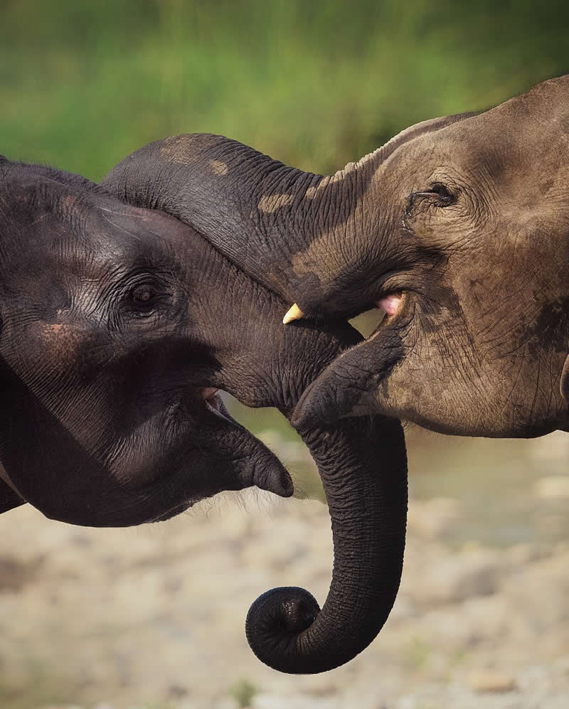 Indian Wildlife Photography Aparupa Dey