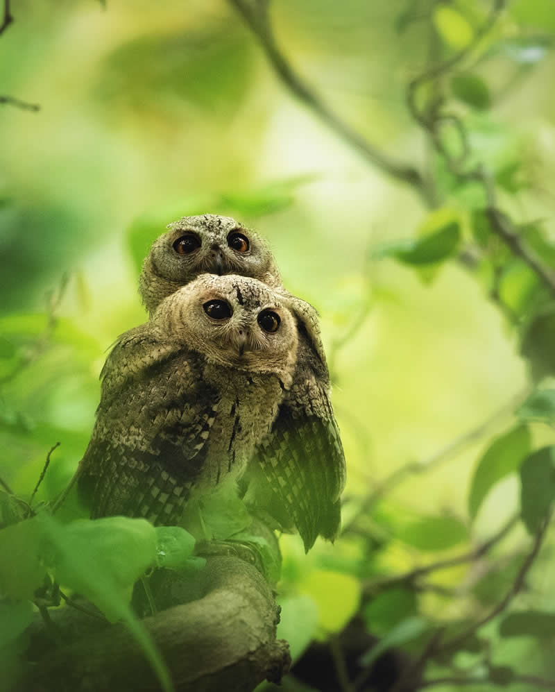 Indian Wildlife Photography Aparupa Dey
