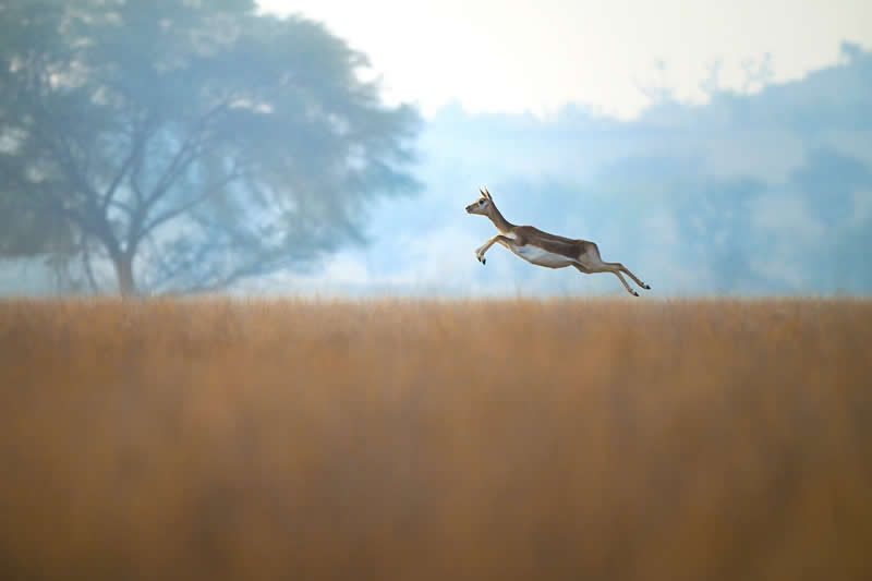Indian Wildlife Photography Aparupa Dey