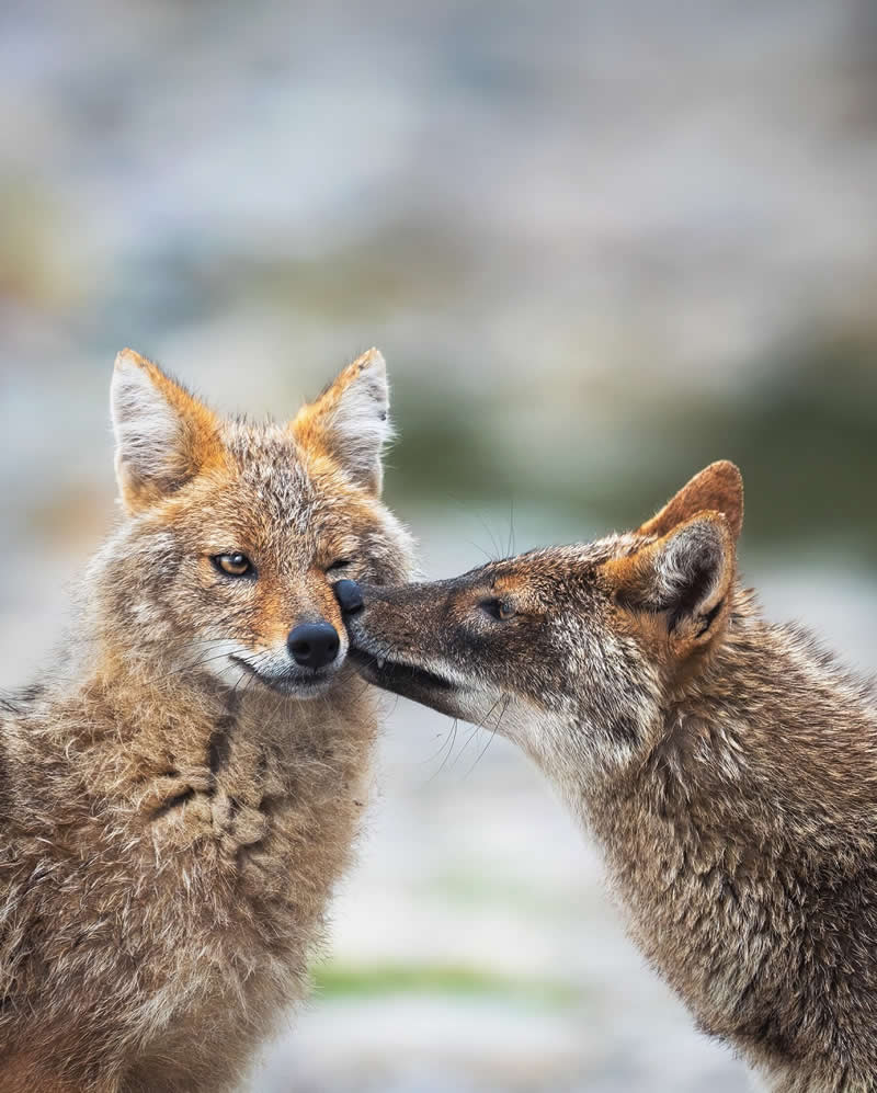 Indian Wildlife Photography Aparupa Dey