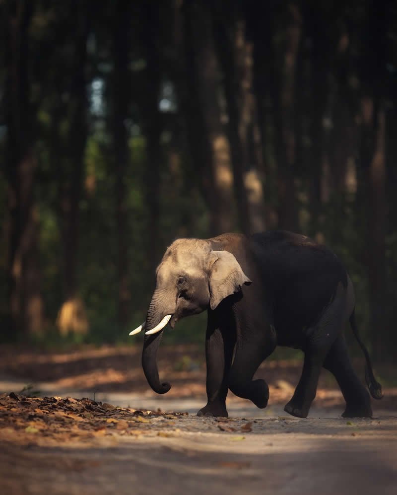 Indian Wildlife Photography Aparupa Dey