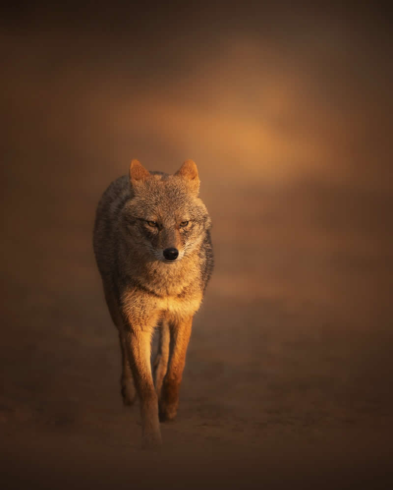 Indian Wildlife Photography Aparupa Dey