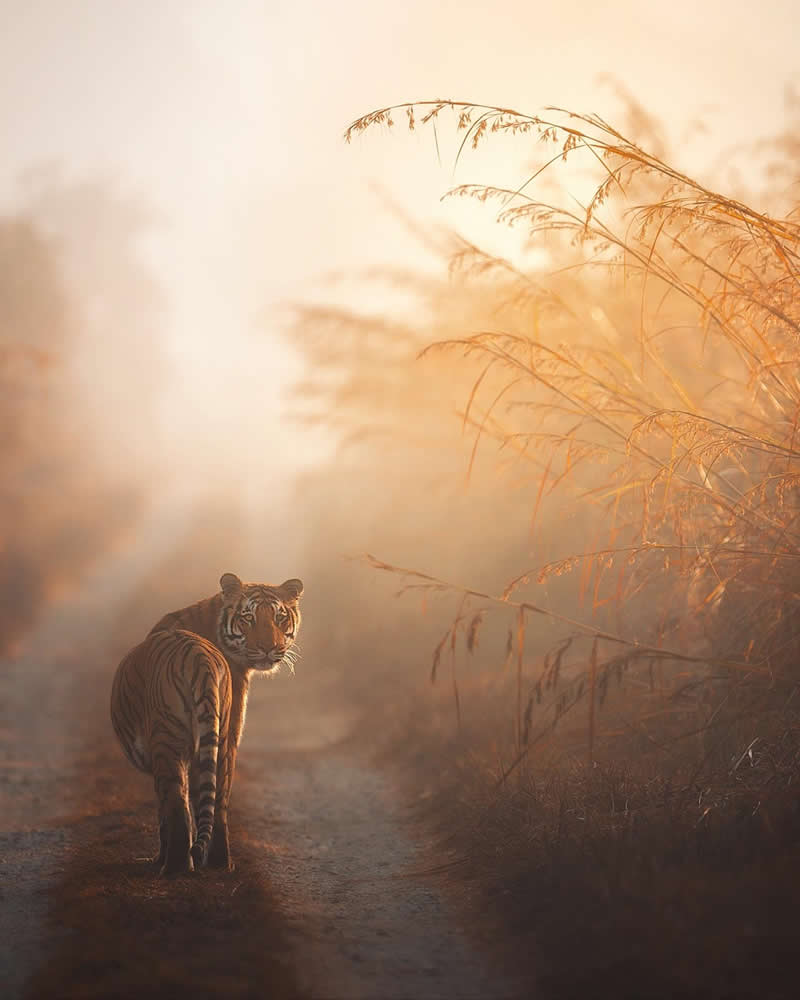 Indian Wildlife Photography Aparupa Dey