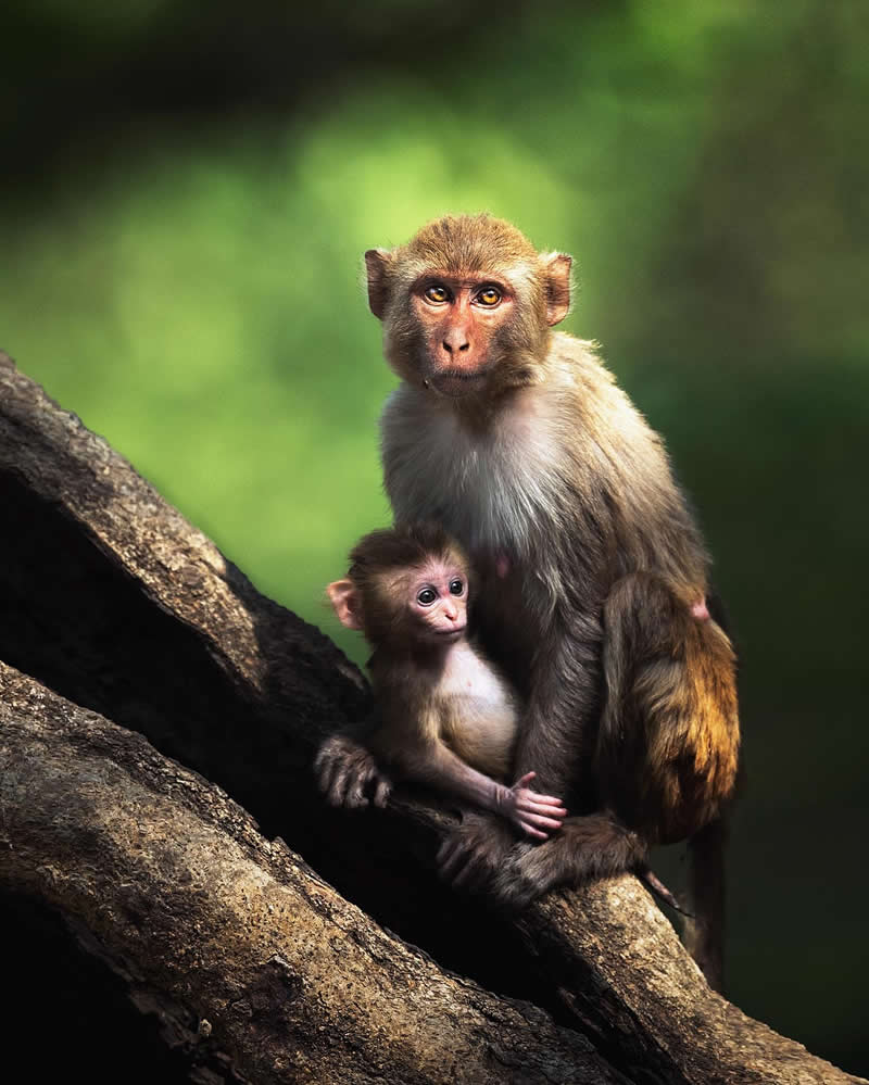 Indian Wildlife Photography Aparupa Dey