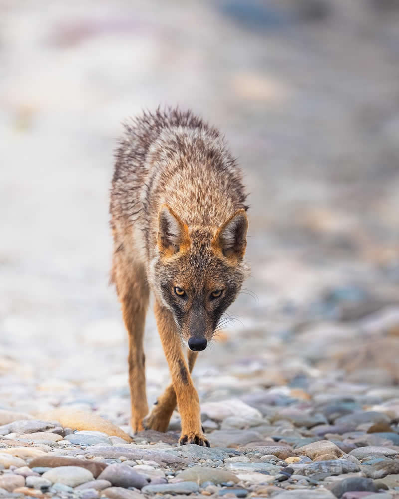 Indian Wildlife Photography Aparupa Dey
