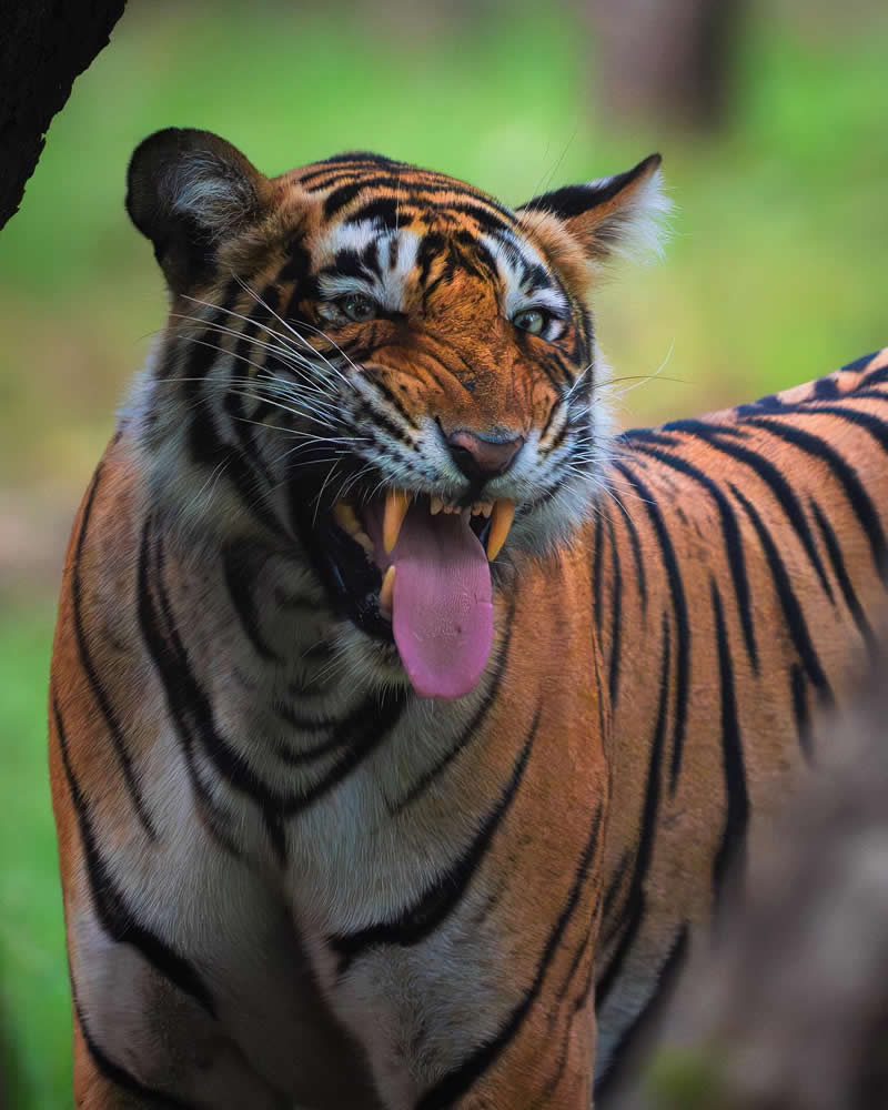 Indian Wildlife Photography Aparupa Dey