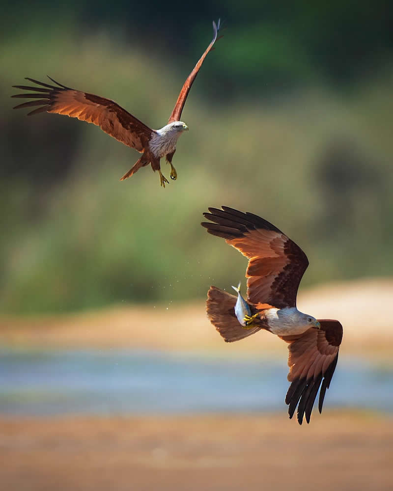 Indian Wildlife Photography Aparupa Dey