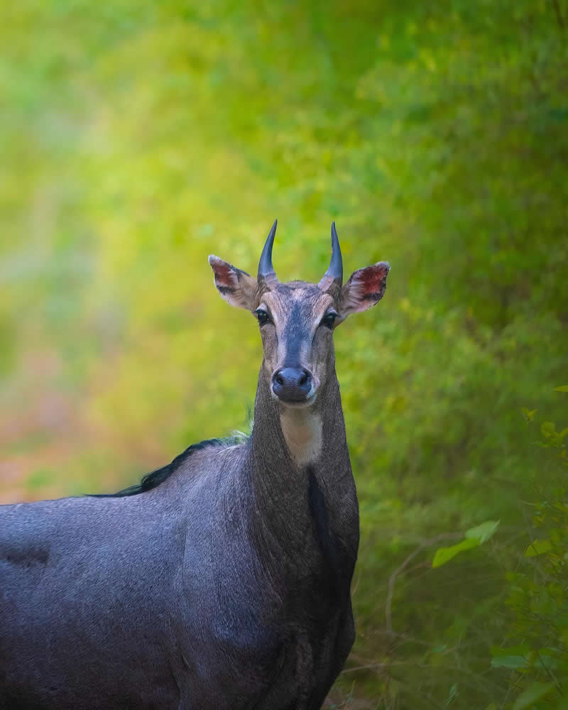 Indian Wildlife Photography Aparupa Dey