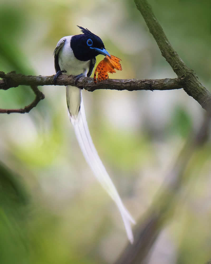 Indian Wildlife Photography Aparupa Dey