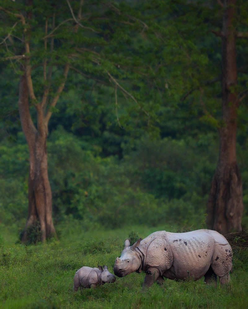 Indian Wildlife Photography Aparupa Dey