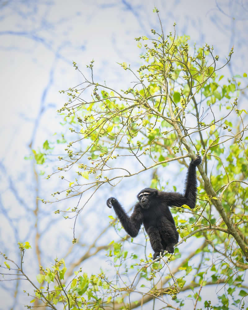 Indian Wildlife Photography Aparupa Dey