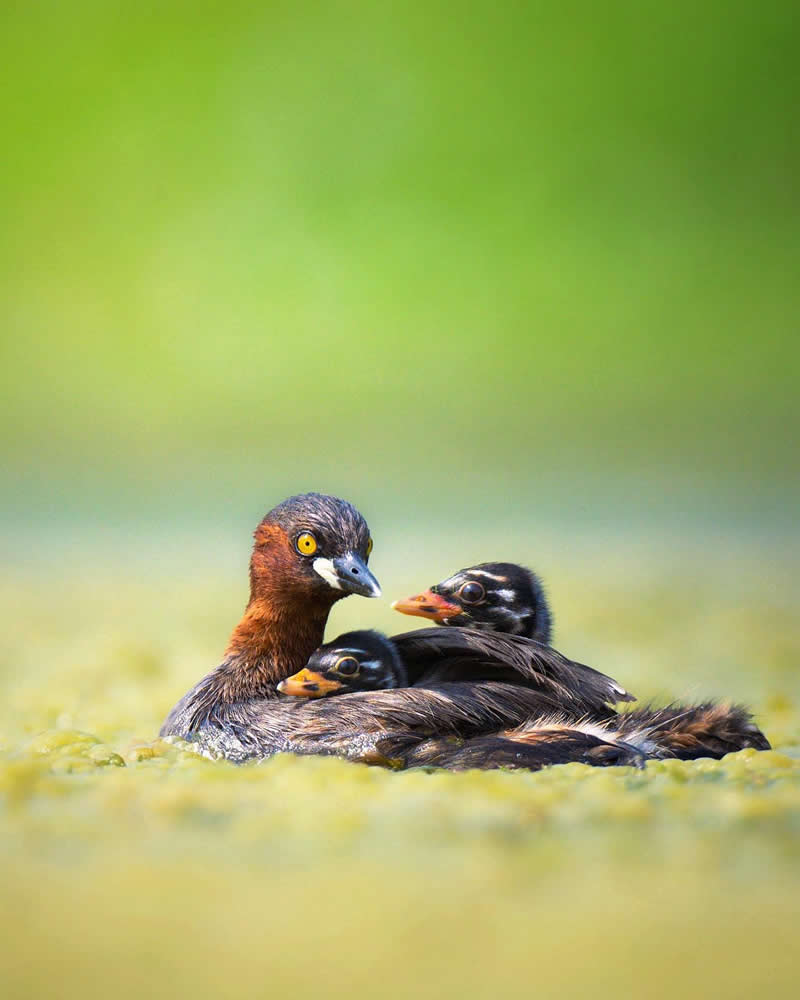 Indian Wildlife Photography Aparupa Dey