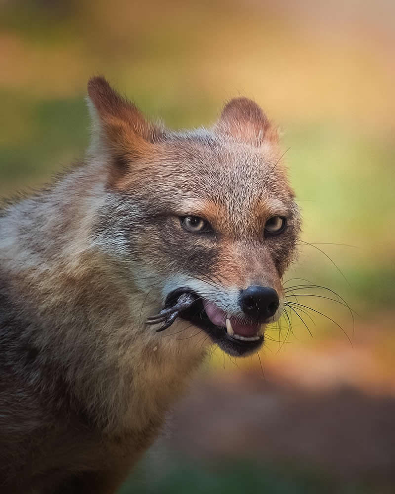 Indian Wildlife Photography Aparupa Dey