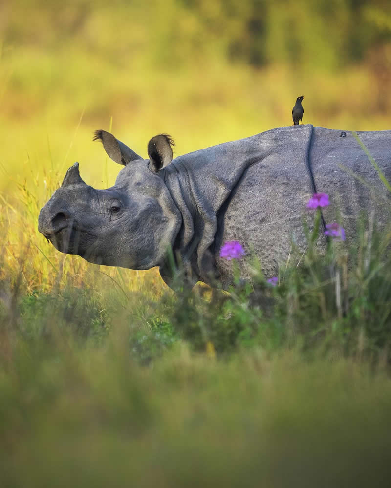Indian Wildlife Photography Aparupa Dey