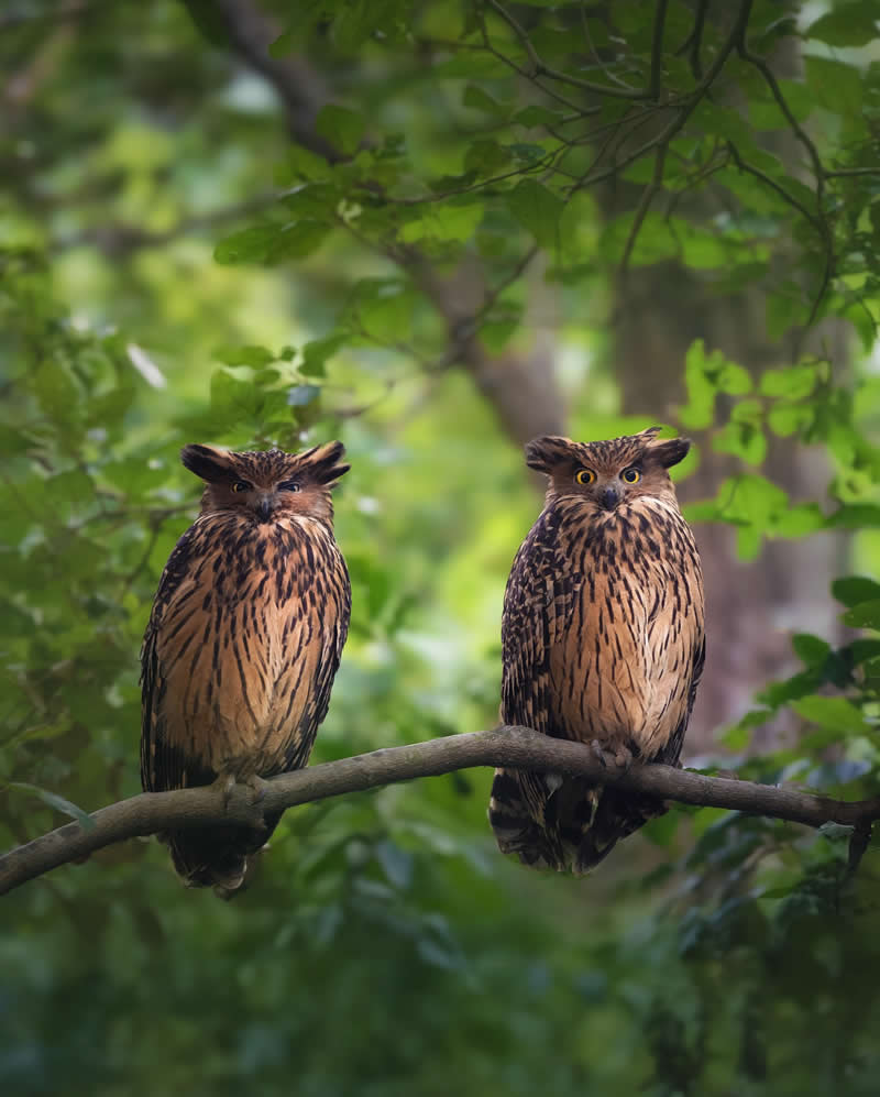 Indian Wildlife Photography Aparupa Dey