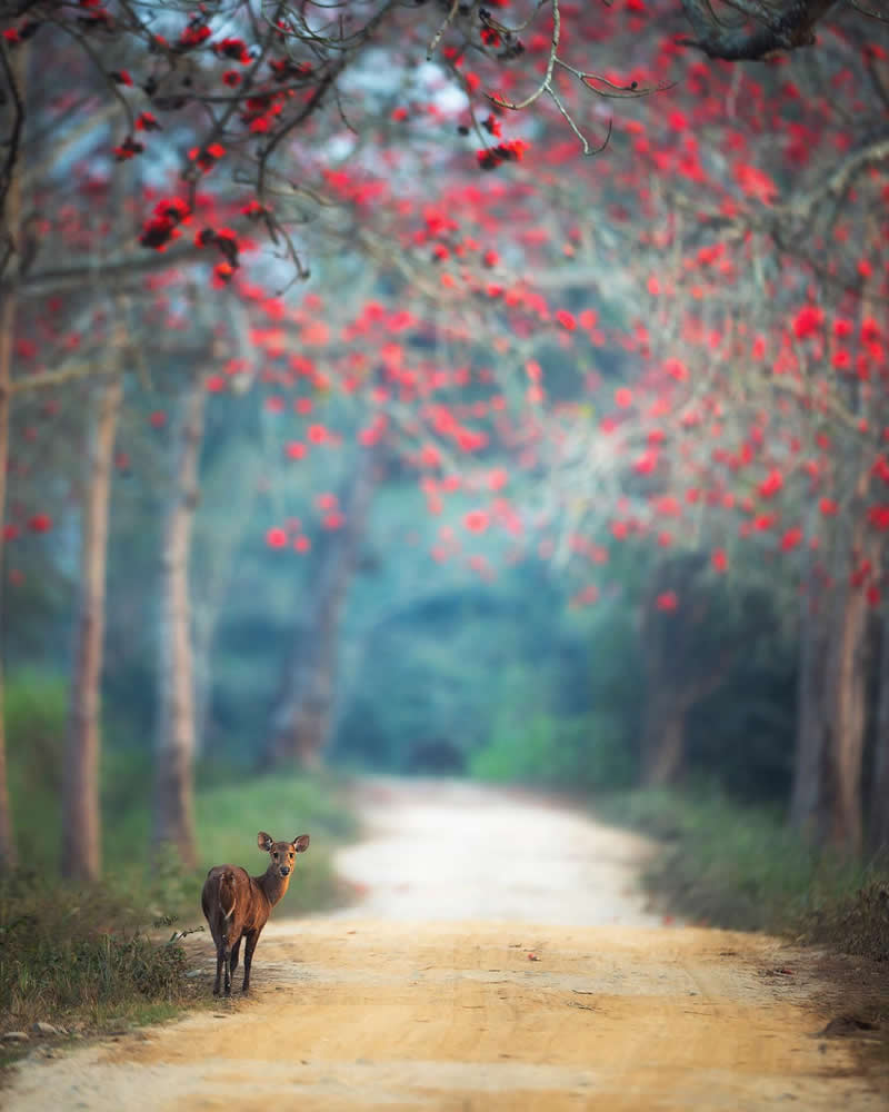 Indian Wildlife Photography Aparupa Dey