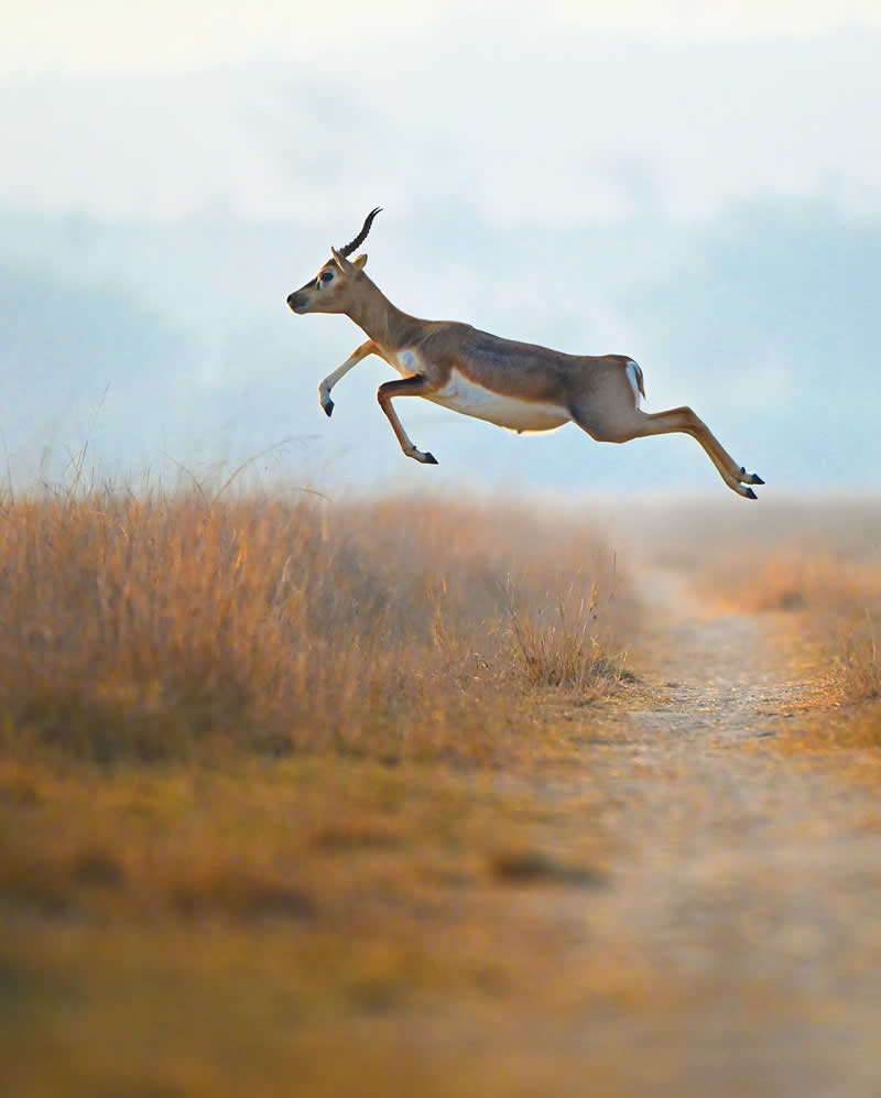 Indian Wildlife Photography Aparupa Dey