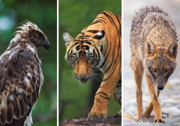 Indian Wildlife Photography Aparupa Dey