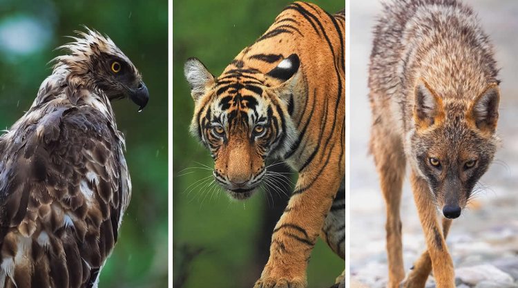Indian Wildlife Photography Aparupa Dey