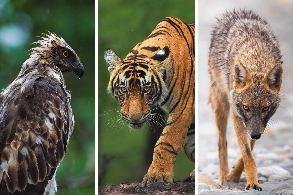 Indian Wildlife Photography Aparupa Dey