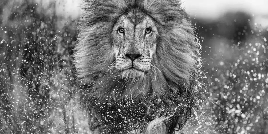 A male lion charging through water, mane flying, in black and white
