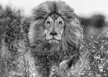A male lion charging through water, mane flying, in black and white
