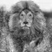 A male lion charging through water, mane flying, in black and white