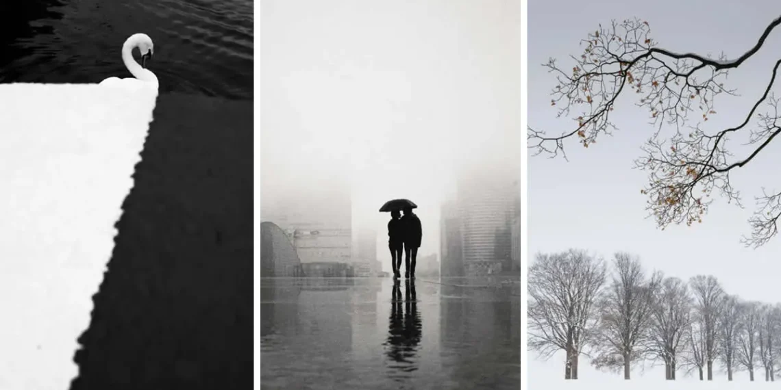 Swan by snowy ledge; couple under umbrella in fog; bare trees in snow