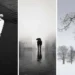 Swan by snowy ledge; couple under umbrella in fog; bare trees in snow