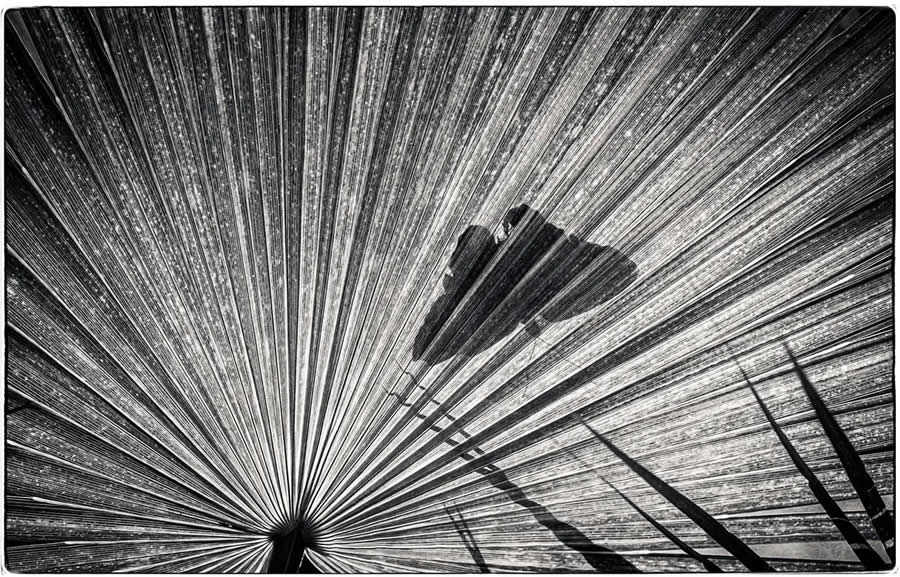 Shape Category Winners from the 2025 AAP Magazine Awards