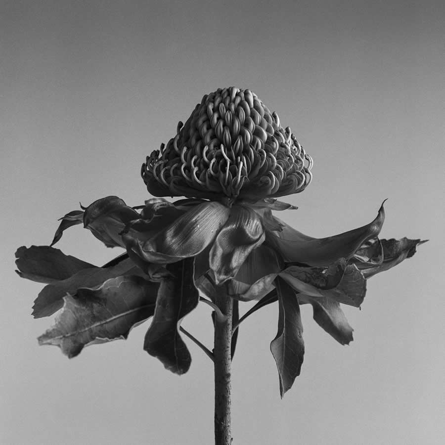 Waratah by Kyle Hoffmann, Australia - 2025 Analog Sparks Awards Winners