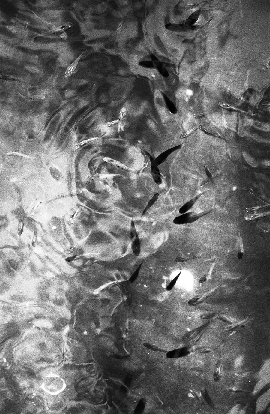 Portion of Life by Renan Nascimento, Brazil - 2025 Analog Sparks Awards Winners