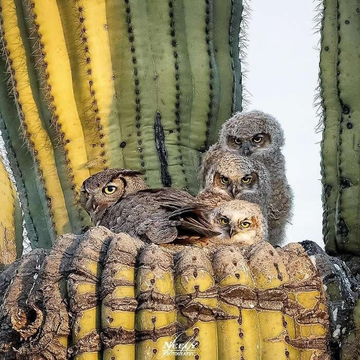 Adorable Animal Photos by Joe Neely Bond Between Moms and Babies
