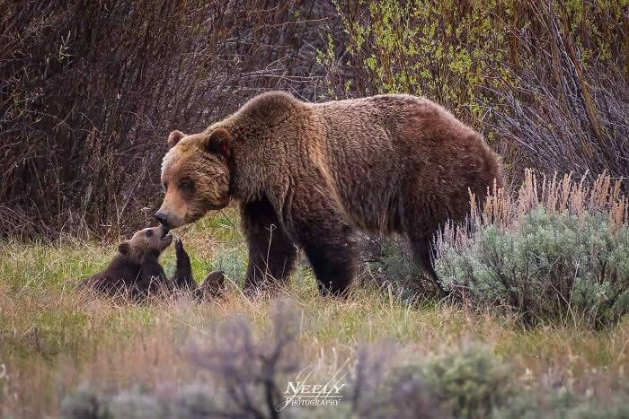 Adorable Animal Photos by Joe Neely Bond Between Moms and Babies