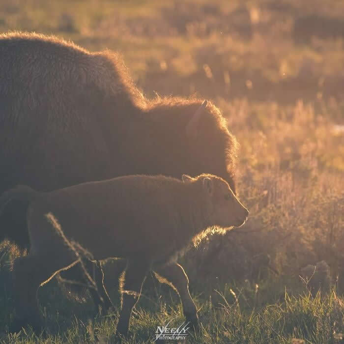 Adorable Animal Photos by Joe Neely Bond Between Moms and Babies