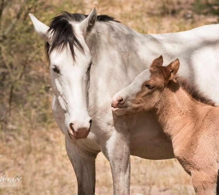 Adorable Animal Photos by Joe Neely Bond Between Moms and Babies