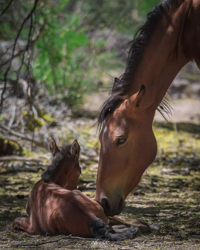 Adorable Animal Photos by Joe Neely Bond Between Moms and Babies