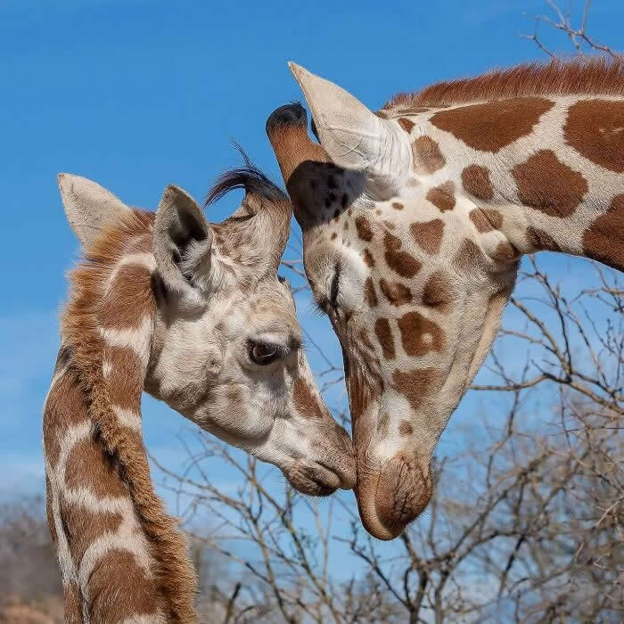 Adorable Animal Photos by Joe Neely Bond Between Moms and Babies