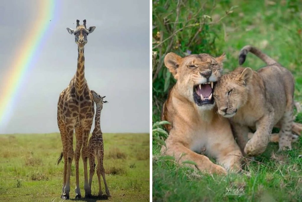 Adorable Animal Photos by Joe Neely Bond Between Moms and Babies