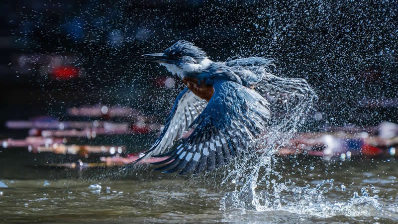 2025 Audubon Bird Photography Awards Winners