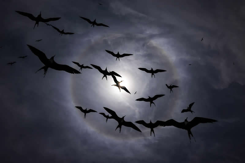 2025 Audubon Bird Photography Awards Winners