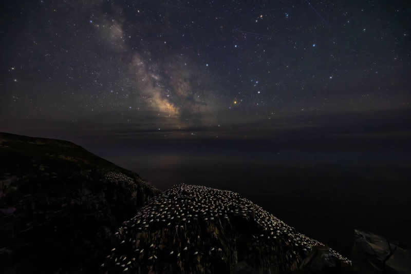 2025 Audubon Bird Photography Awards Winners
